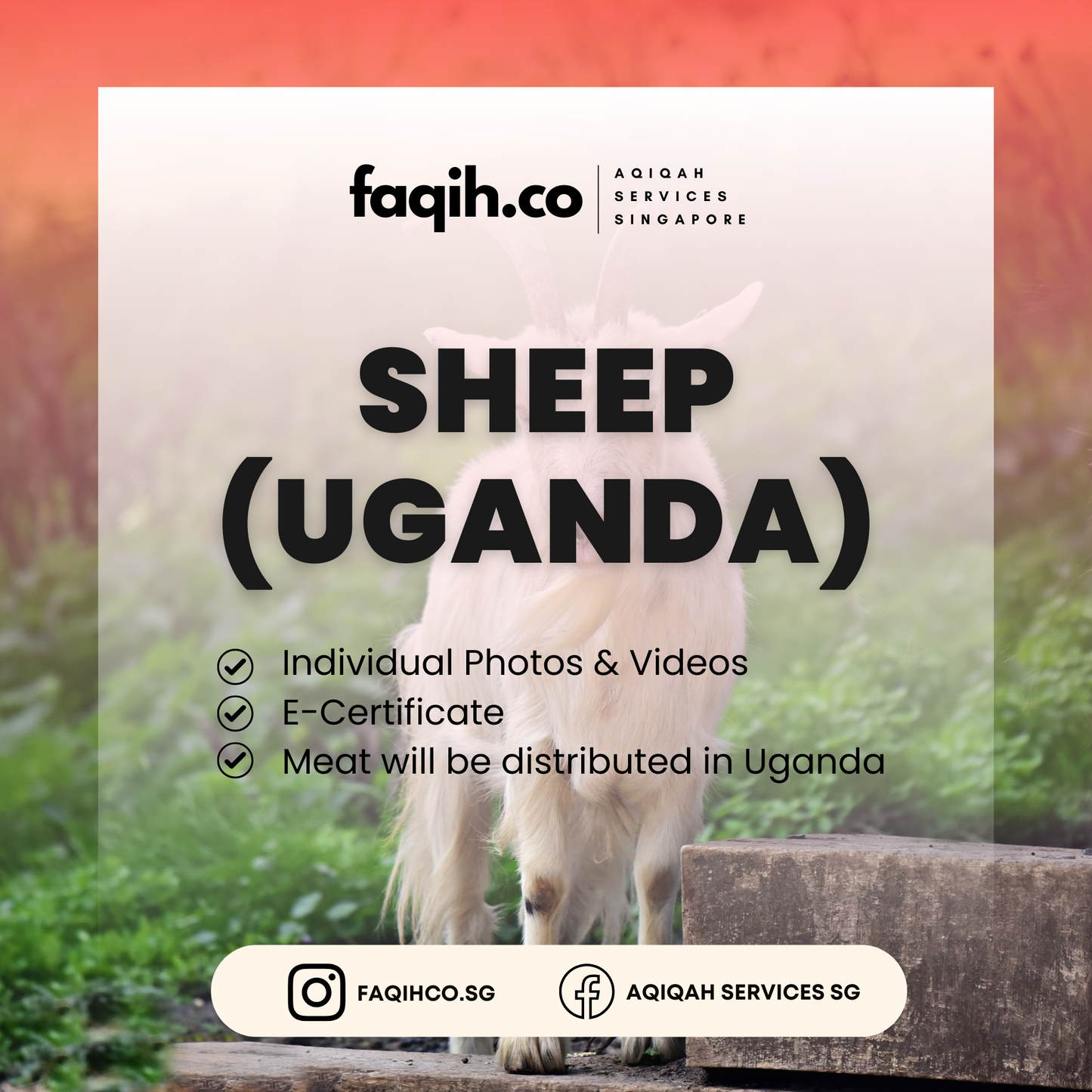 Sheep (Uganda)