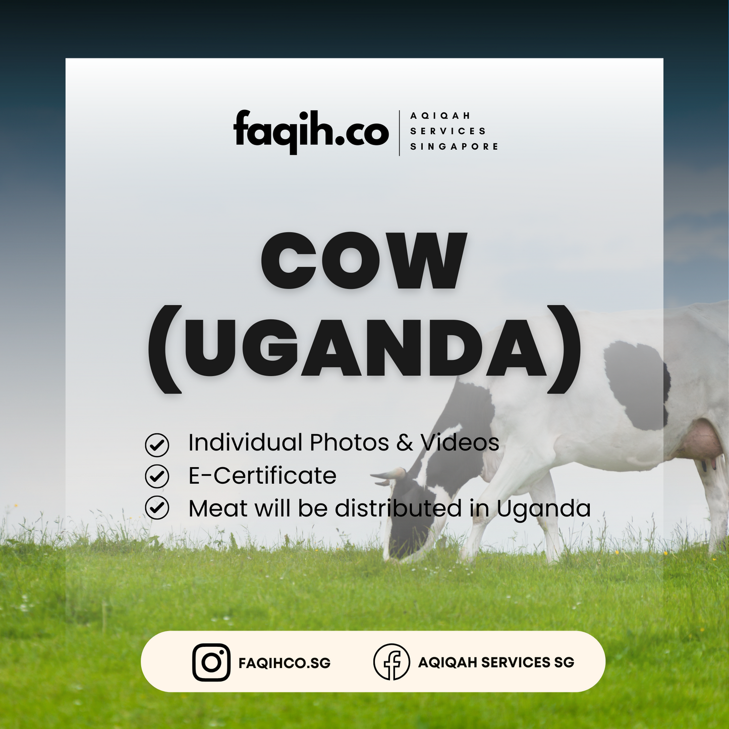 Cow (Uganda)