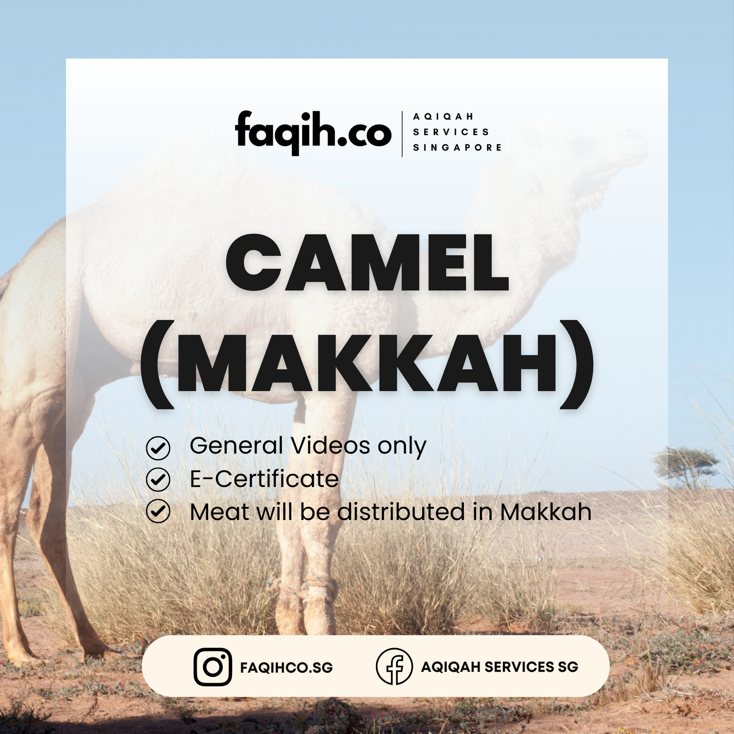Camel (Makkah)
