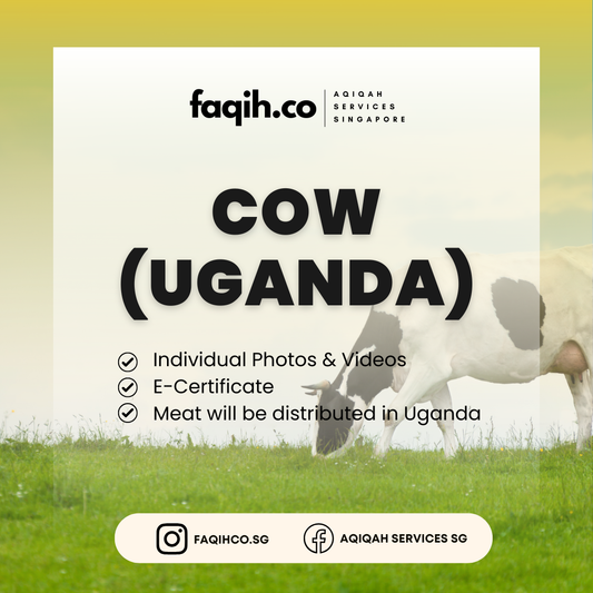 Qurban Cow (Uganda)